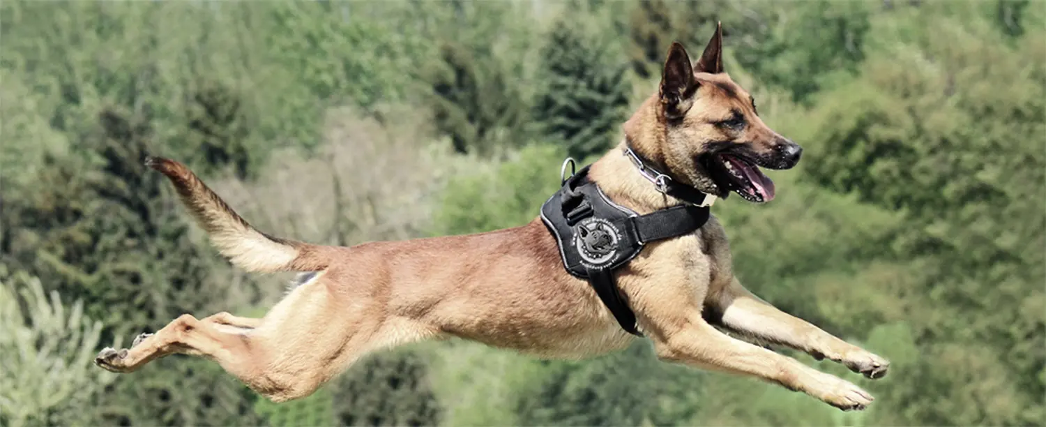 Der Hundecoach - Hundeschule - Hund
