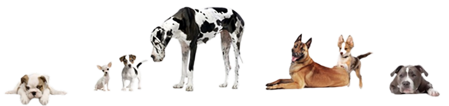 Der Hundecoach - Hundeschule - Hund
