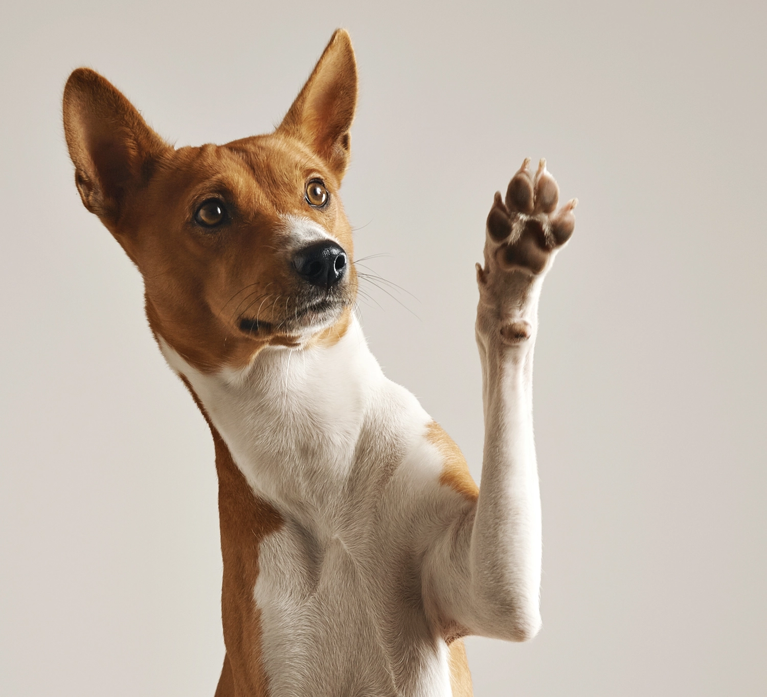 Der Hundecoach - Hundeschule - Hund