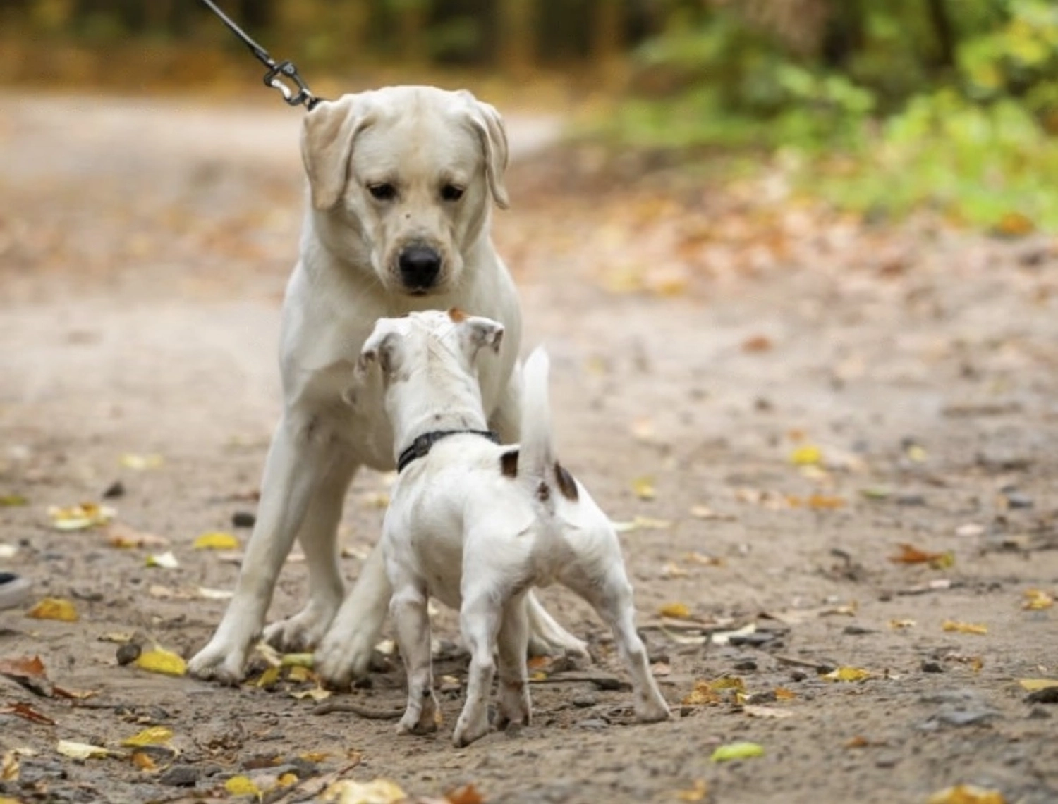 Der Hundecoach - Hundeschule - Hund
