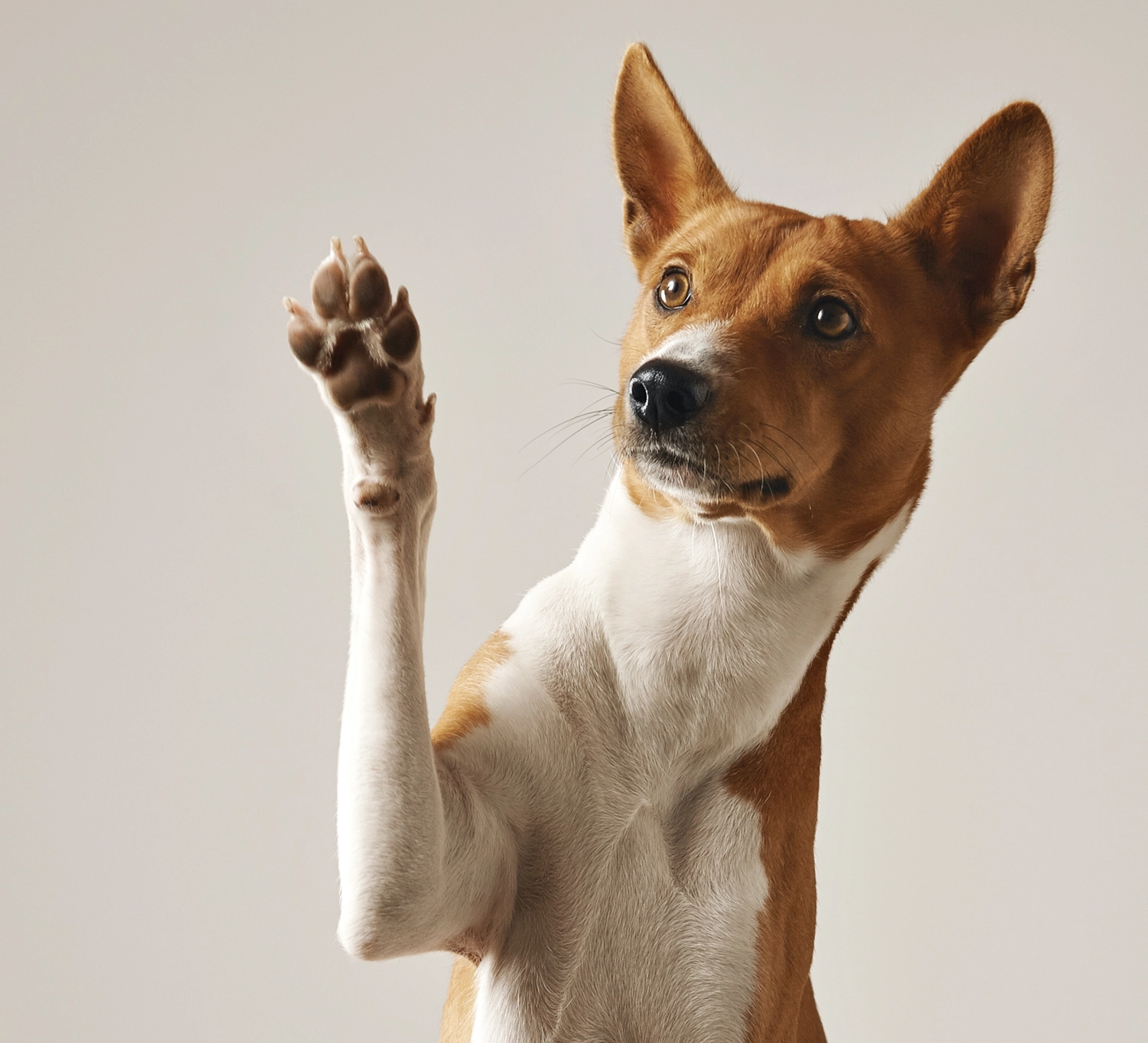 Der Hundecoach - Hundeschule - Hund