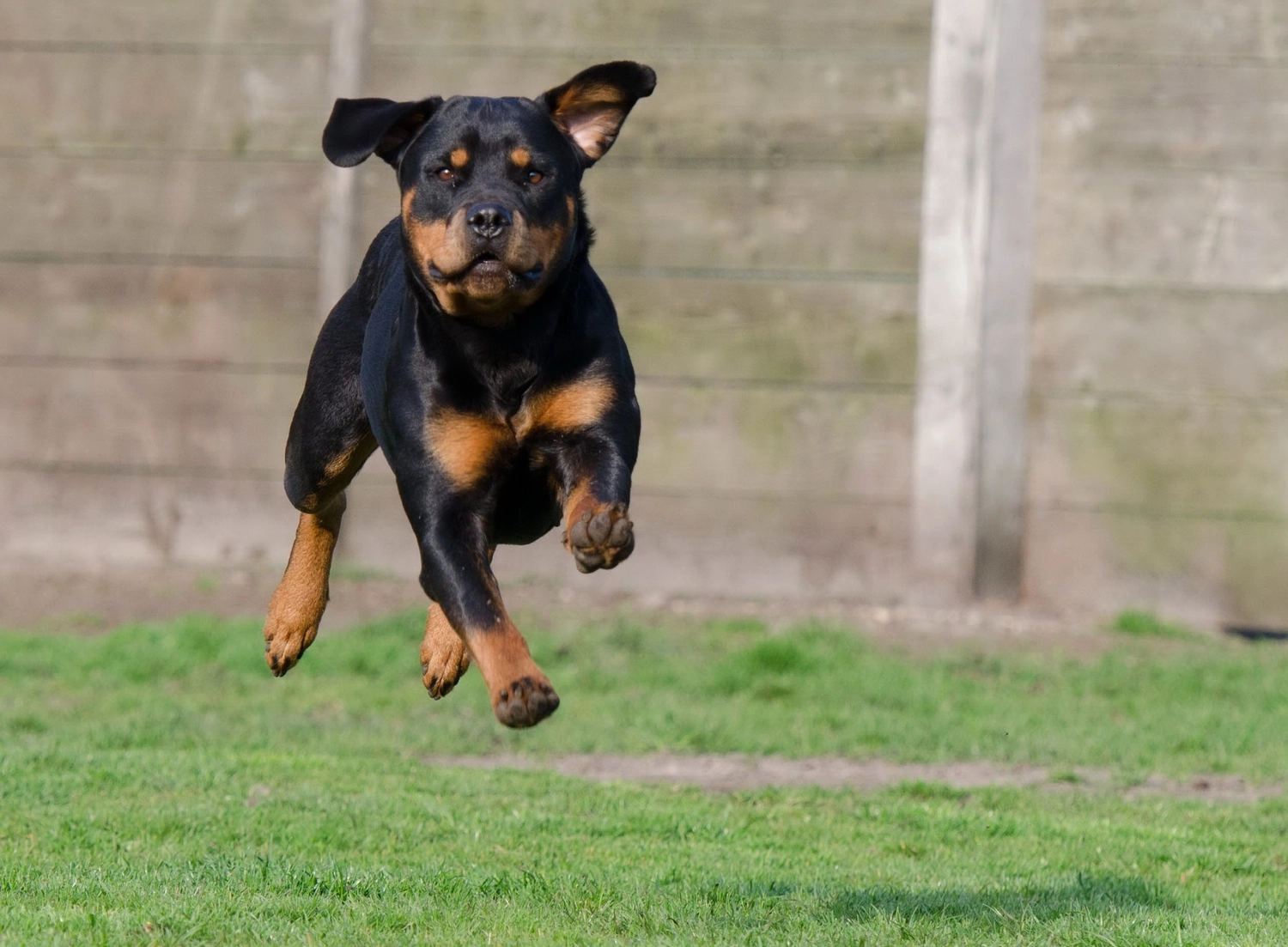 Der Hundecoach - Hundeschule - Hund