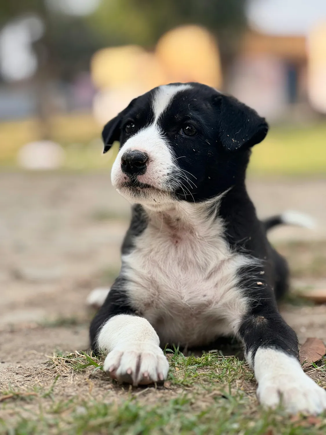 Der Hundecoach - Hundeschule - Hund