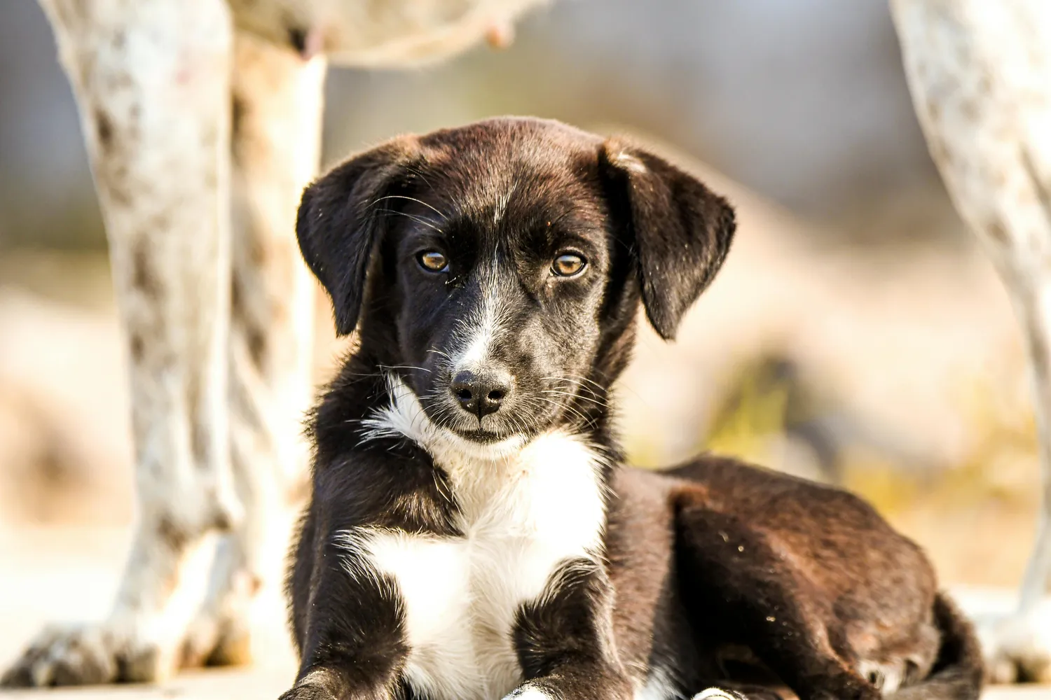 Der Hundecoach - Hundeschule - Hund