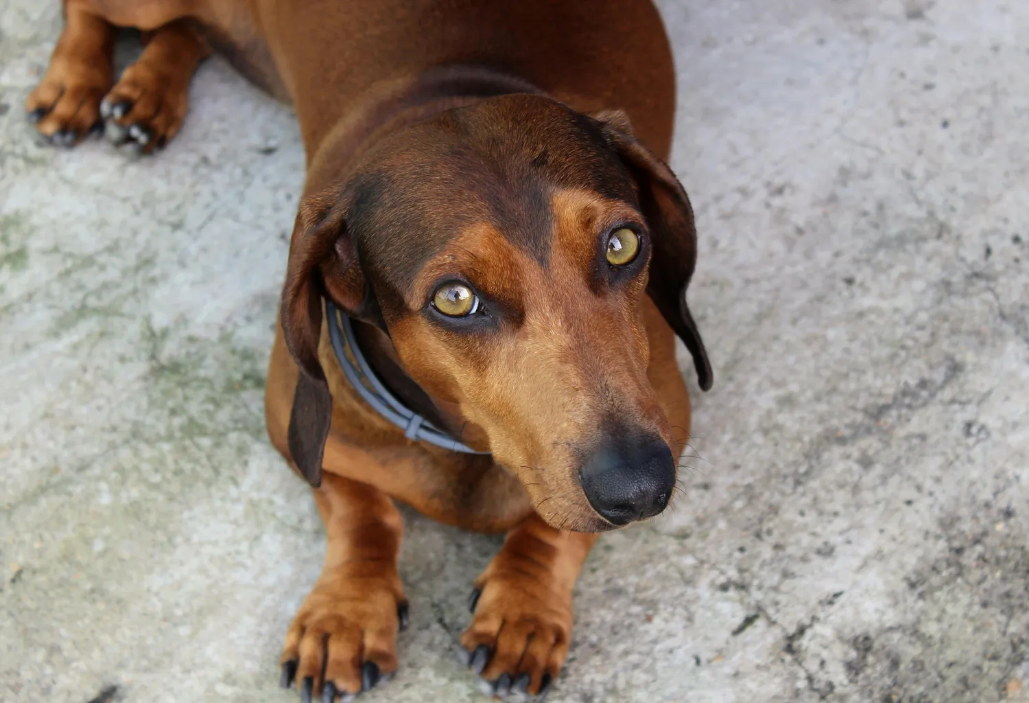 Der Hundecoach - Hundeschule - Hund