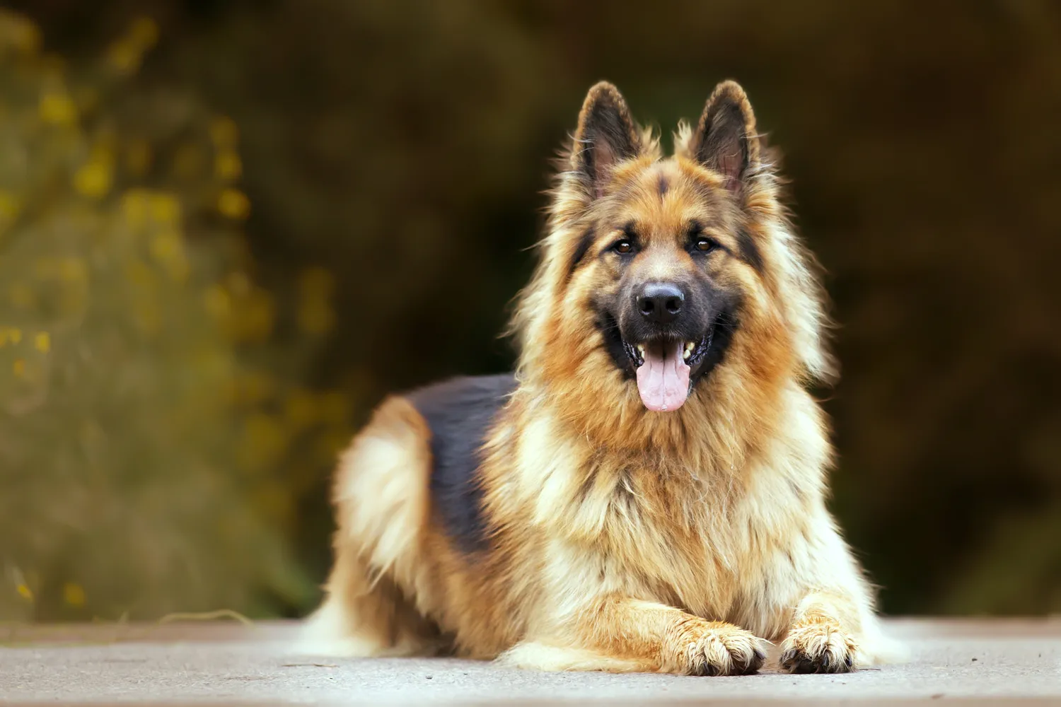 Der Hundecoach - Hundeschule - Hund